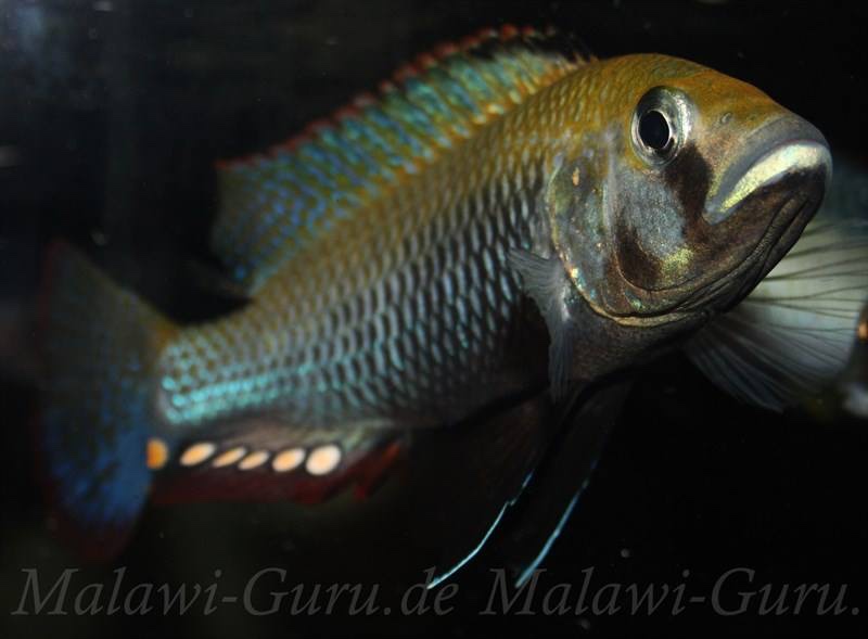 Astatotilapia calliptera 'Thumbi East Island'